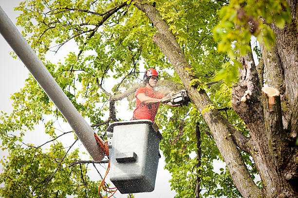 Best Tree Risk Assessment  in Comstock Northwest, MI